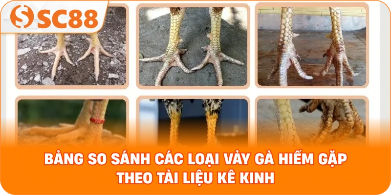 Bảng so sánh các loại vảy gà hiếm gặp theo tài liệu kê kinh